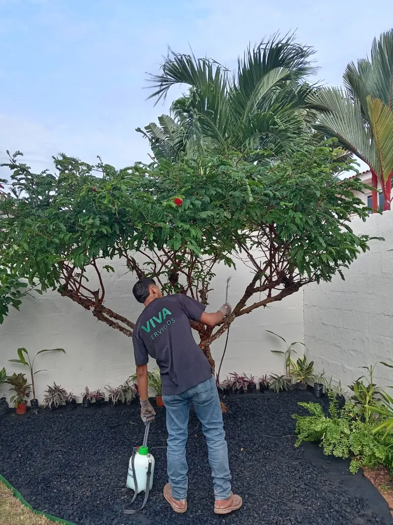 Jardinero VIVA cuidando un árbol ornamental