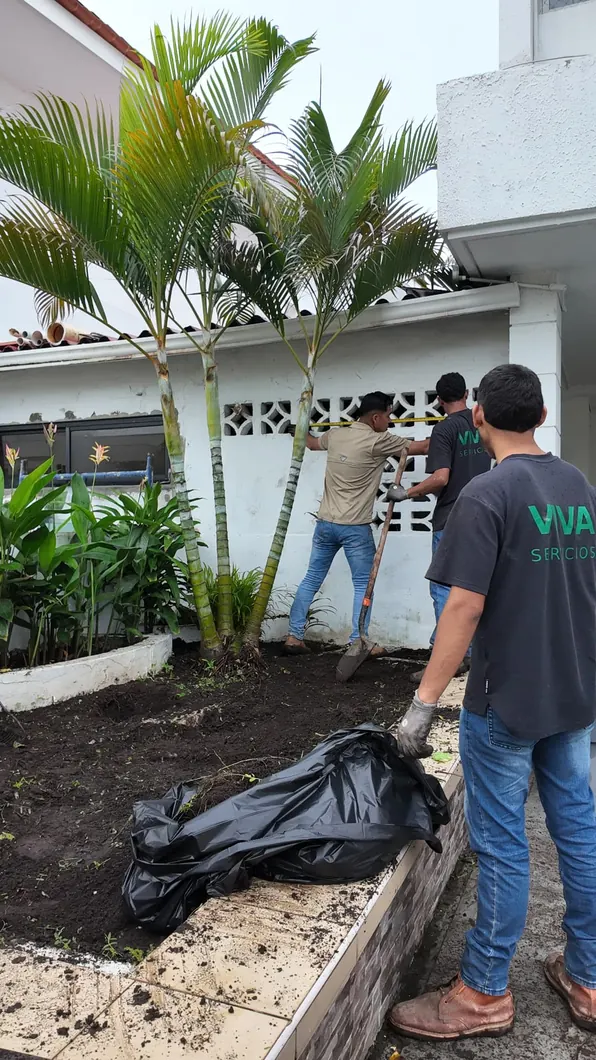 Equipo VIVA preparando un jardín con palmeras