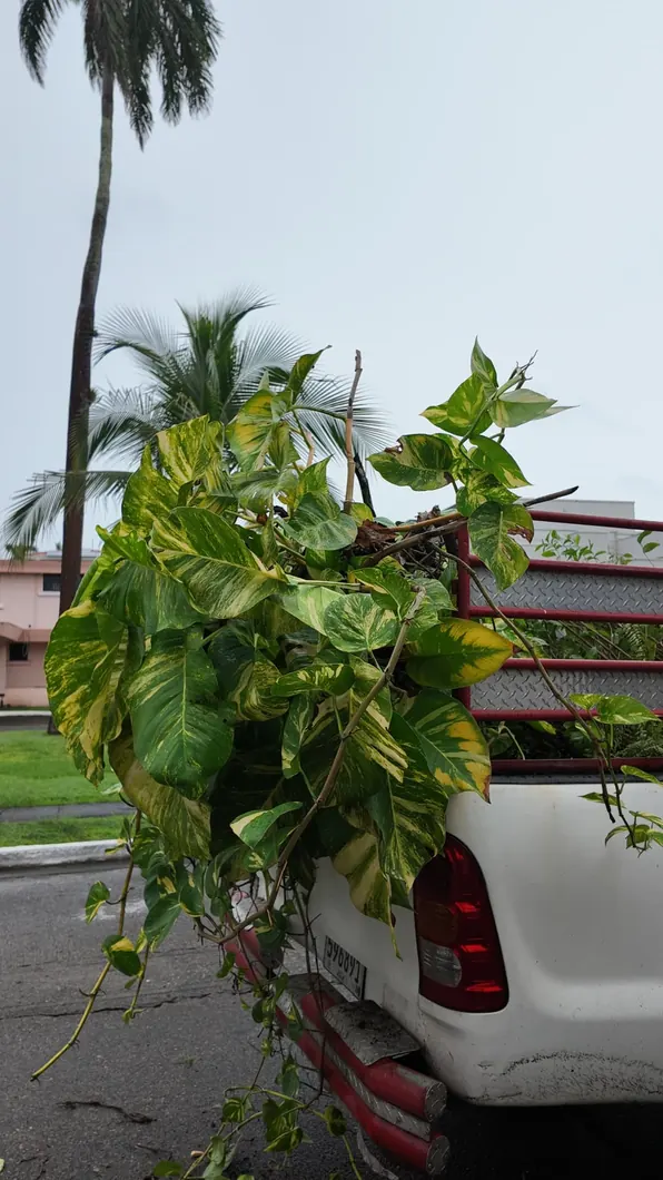 Transporte de plantas para un proyecto de jardinería