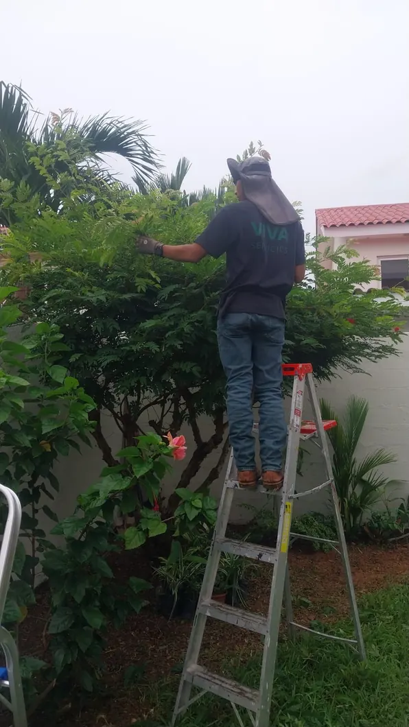 Poda de árboles por el equipo VIVA