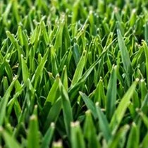 Grama Zeon Zoysia