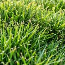 Grama Zoysia Japonesa