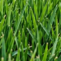 Grama Zoysia Toro