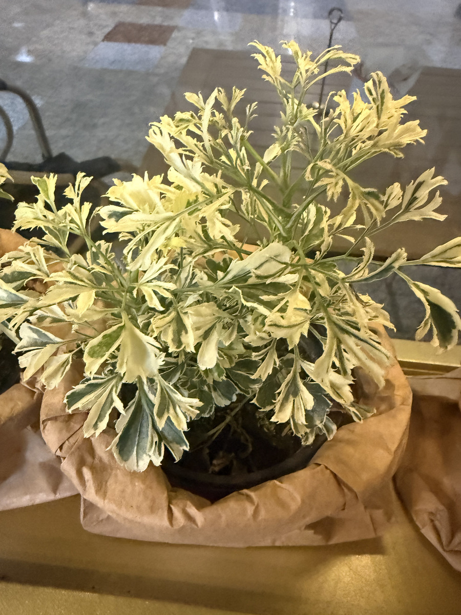 Aralia Blanca