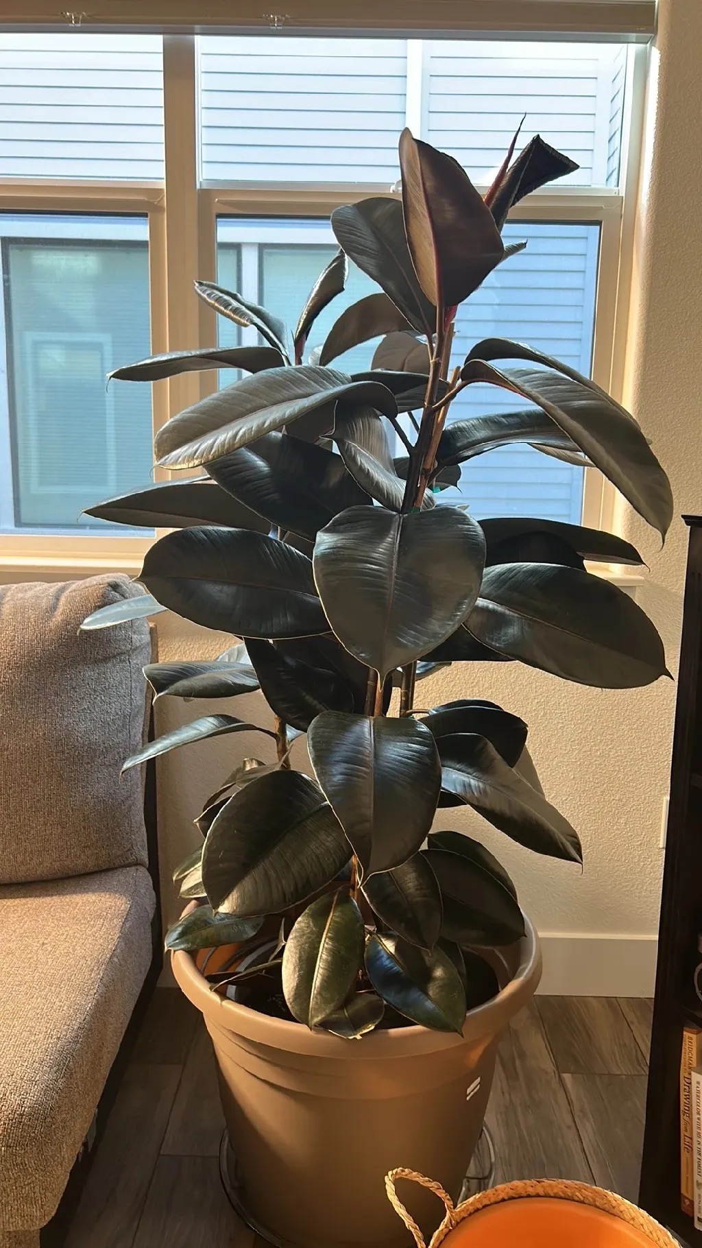 Ficus Lirata