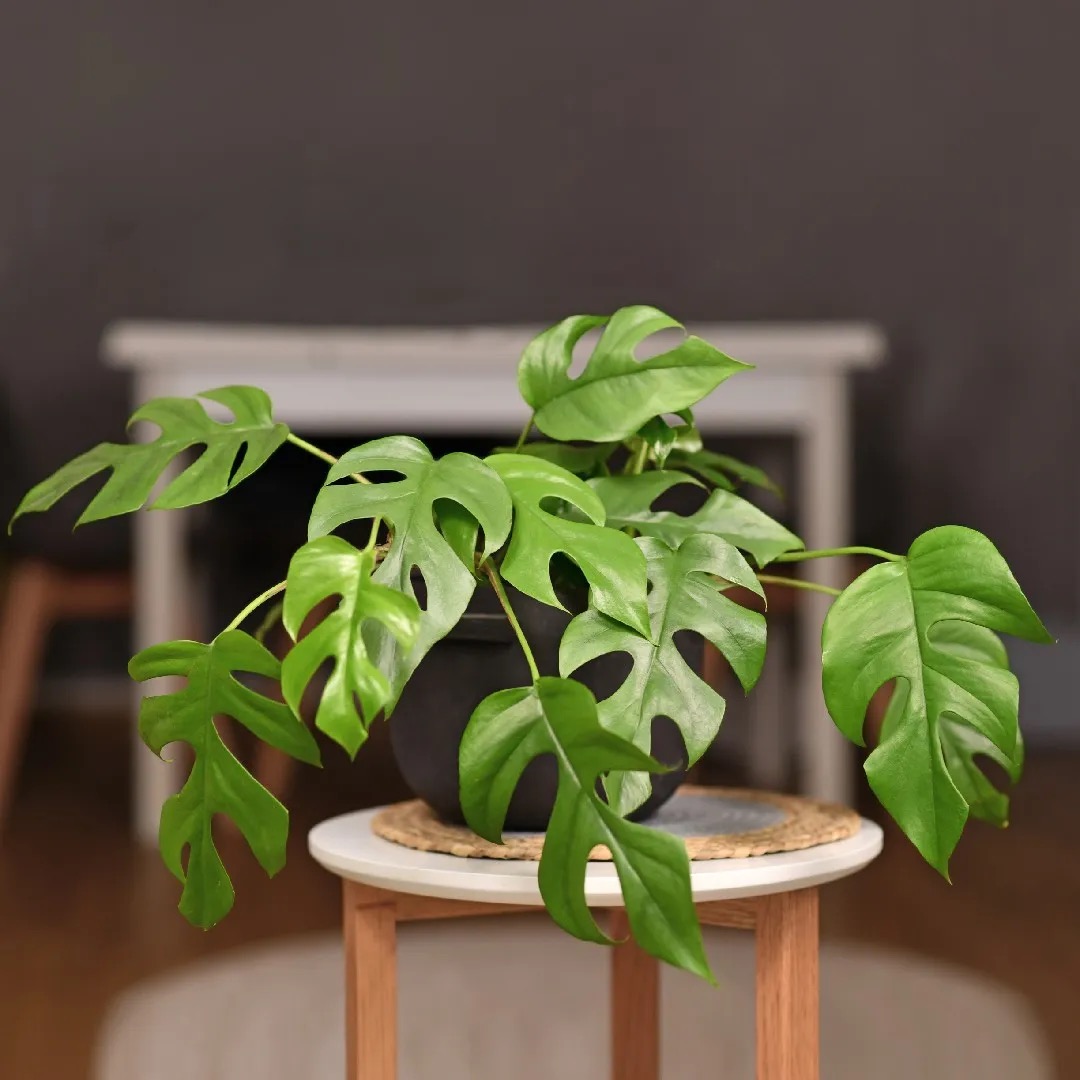 Monstera Minima