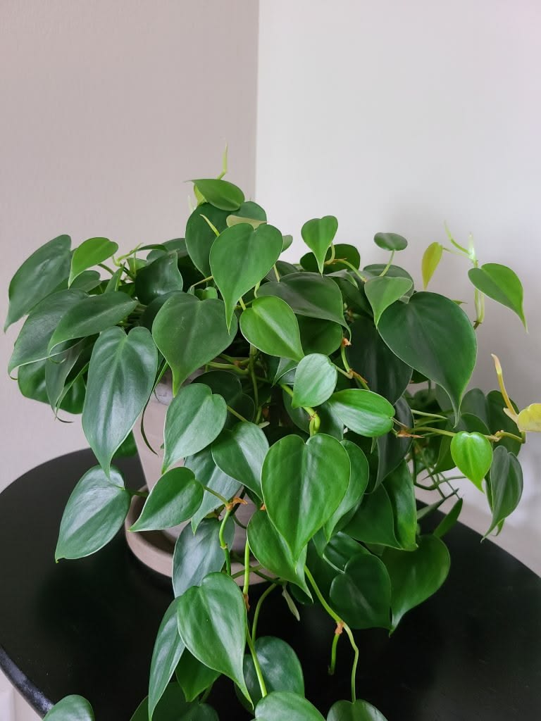 Philodendron Morado