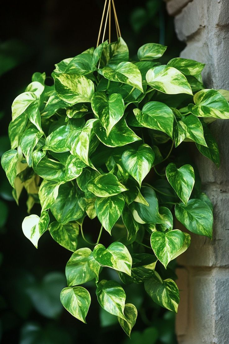 Pothos Variados