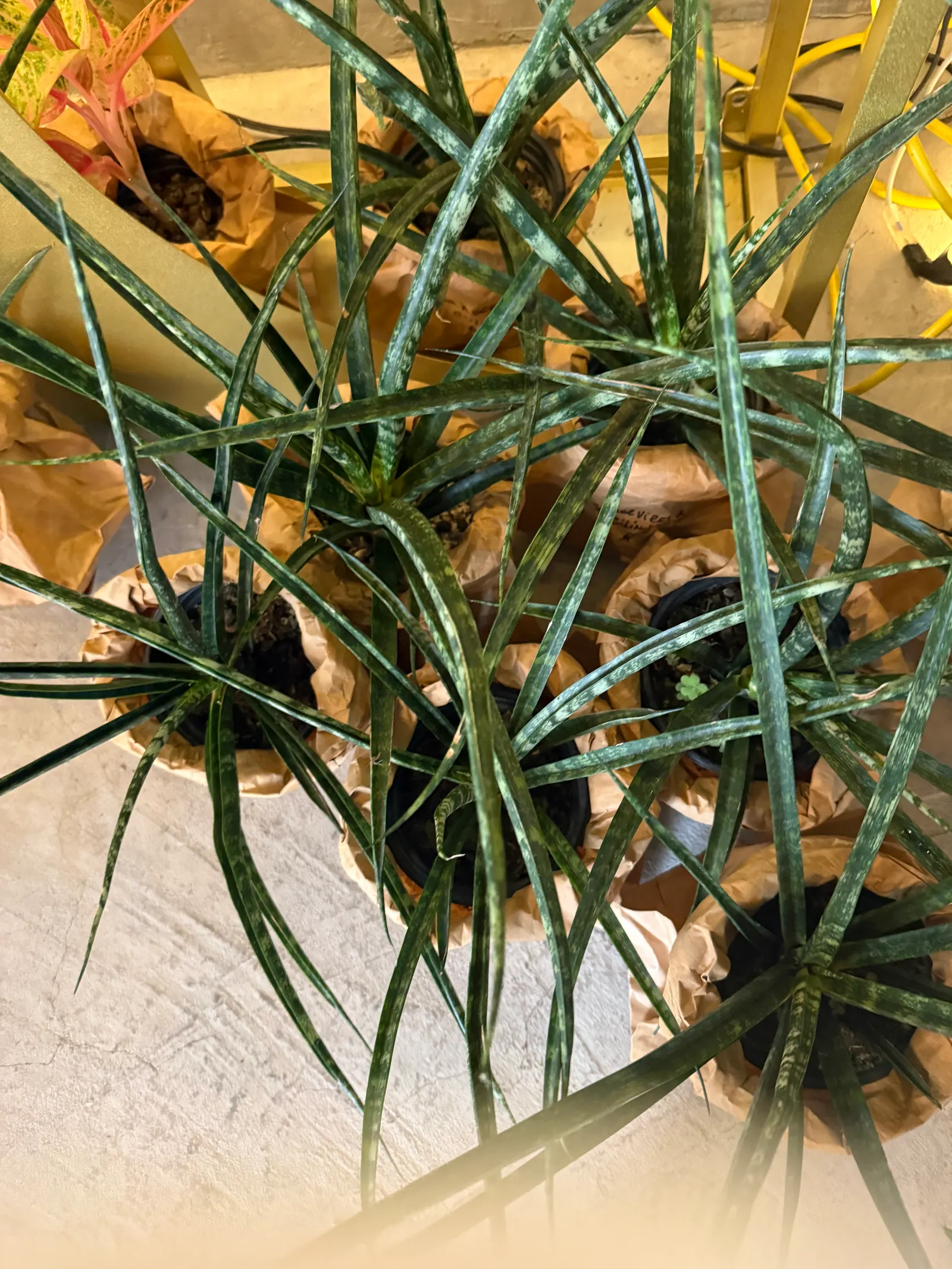 Sansevieria Cilíndrica